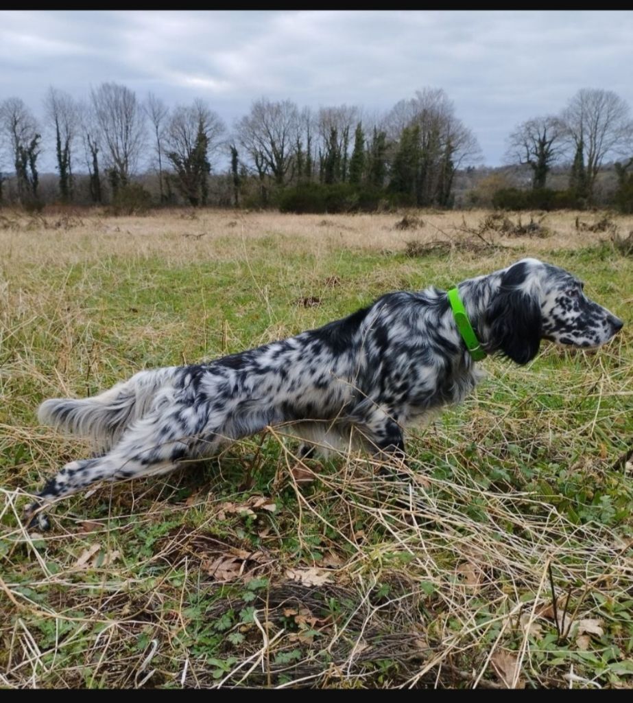 Du Clos Du Troine - Chienne adulte à vendre 